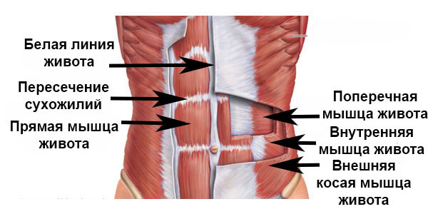 мышцы живота: анатомия картинка-схема