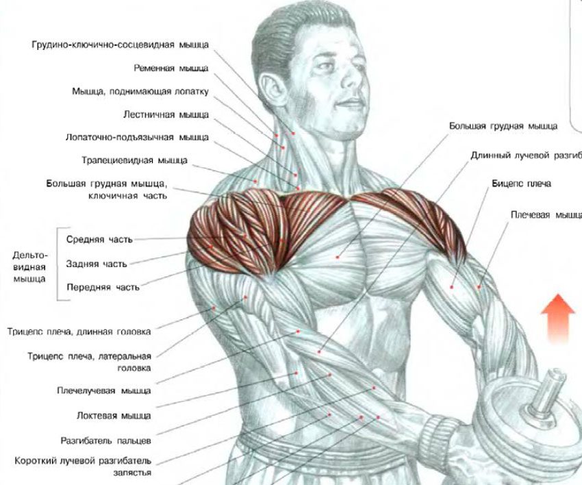 Упражнения на верхнюю часть грудных мышц и передних дельт